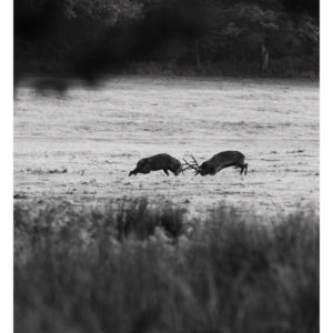 Stag Fight Killarney