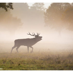 Stag in fog