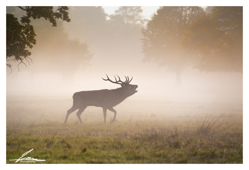 Stag in fog