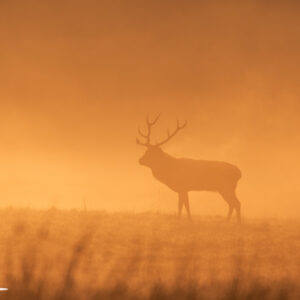 Red Stag sunrise