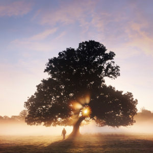 Tree in the sunrise