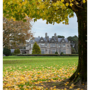 Muckross house and tree