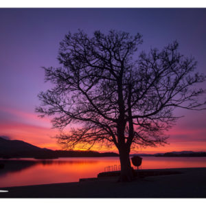 Purple tree Ross Castle