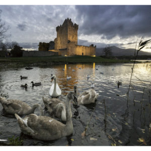 Ross castle & swans