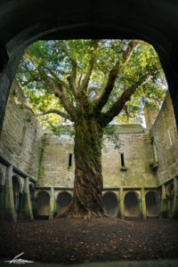 Muckross Abbey Yew tree