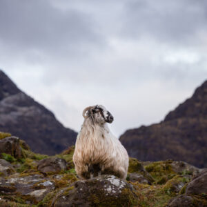 Black head Sheep