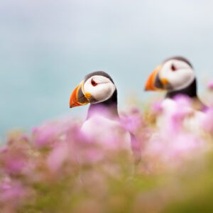 Puffins Saltee island