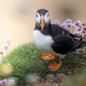 Puffins Saltee island solo