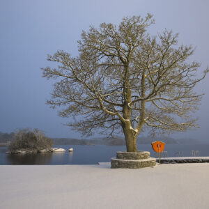Winter tree Ross castle