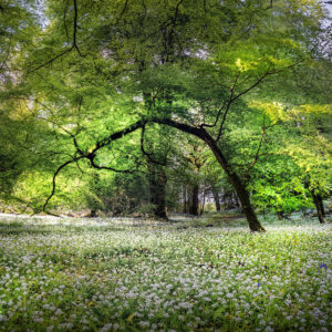 Tree and wild garlic