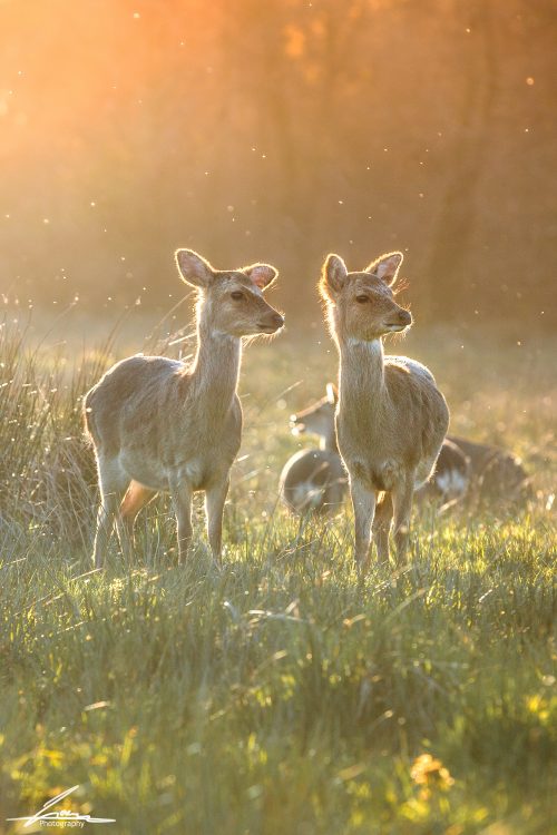 Red deer