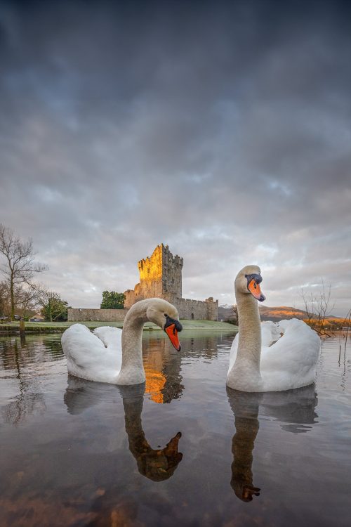 Ross castle and swans
